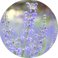 Salvia Miltiorrhiza