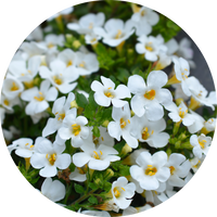 Bacopa Monnieri