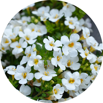 Bacopa Monnieri