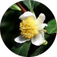 Camellia Sinensis