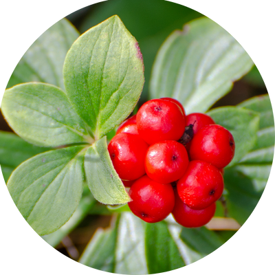 Panax Notoginseng