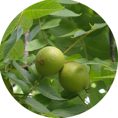 Juglans Nigra