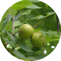 Juglans Nigra