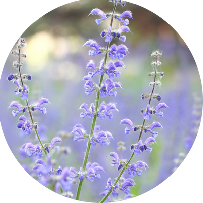 Salvia Miltiorrhiza