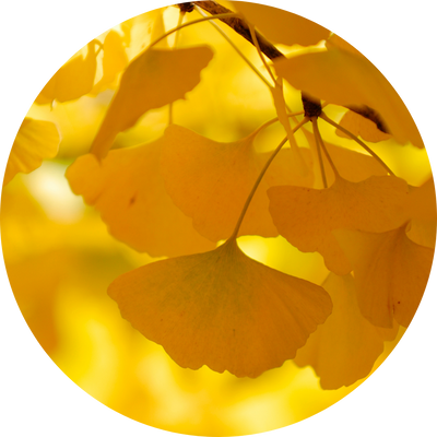 Ginkgo Biloba