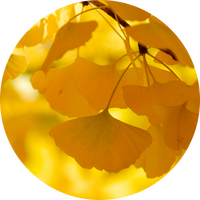Gingko Biloba