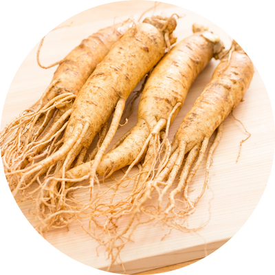 Panax Ginseng