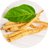 Panax Ginseng
